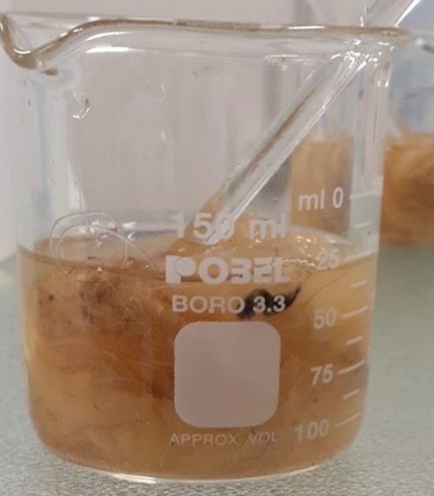 Rohwolle in ein mit Hydroxid gefülltes Becherglas getaucht