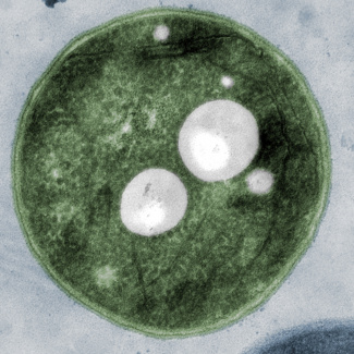 Cyanobakterium