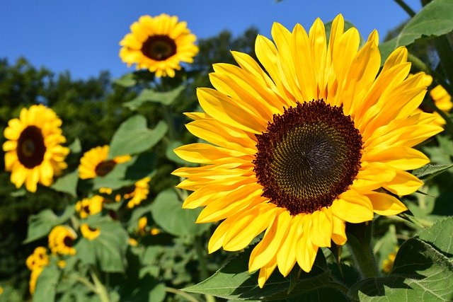 Sonnenblume