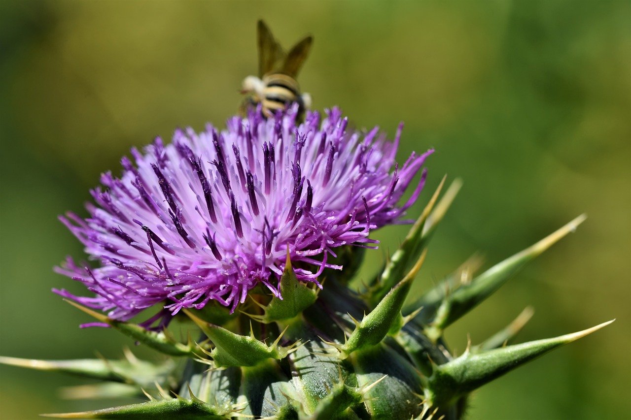 Distel