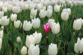 Tulpe