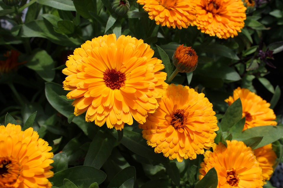 Ringelblume
