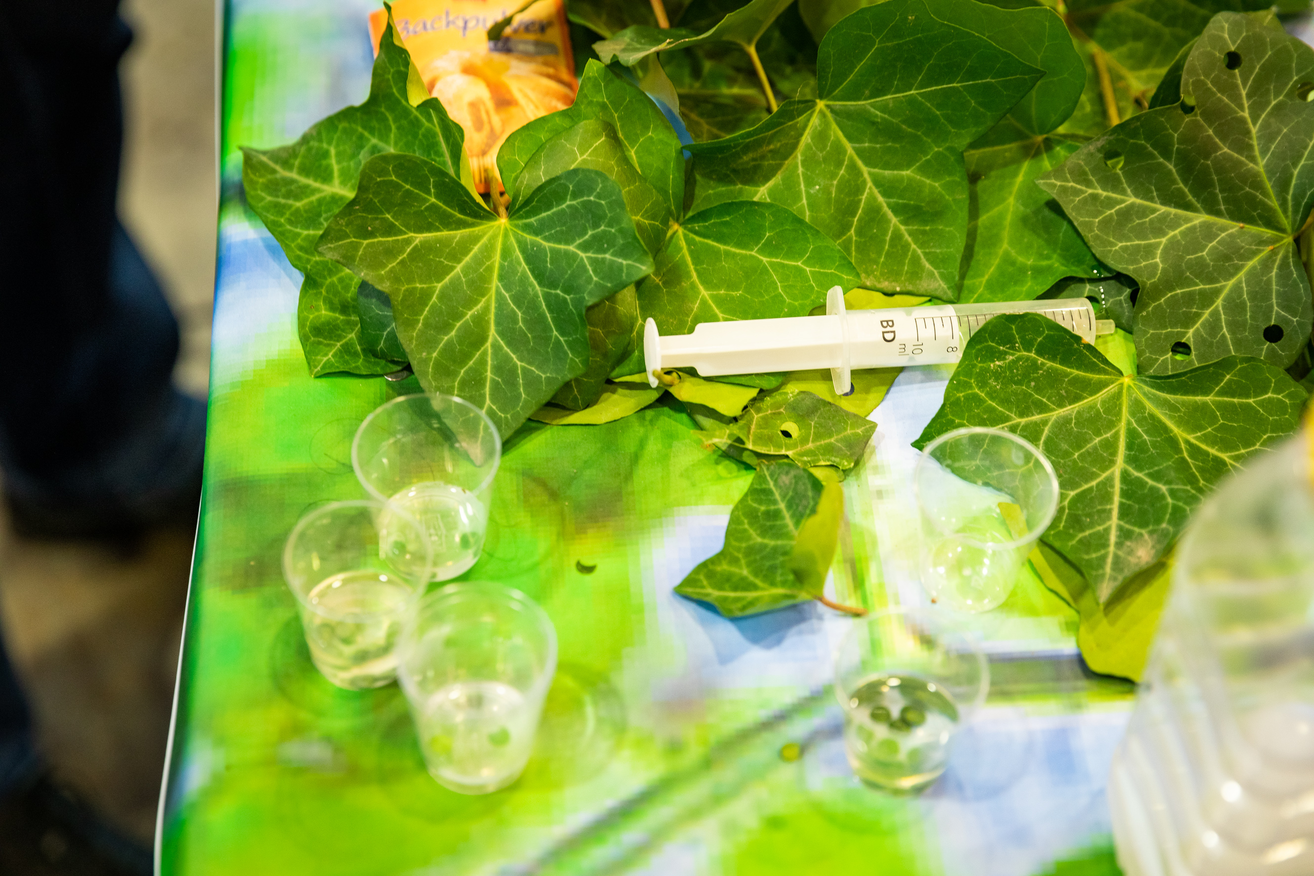 Efeublätter liegen auf einem Tisch, daneben befindet sich eine aufgezogene Spritze und mehrere kleine durchsichtige Trinkgläser.