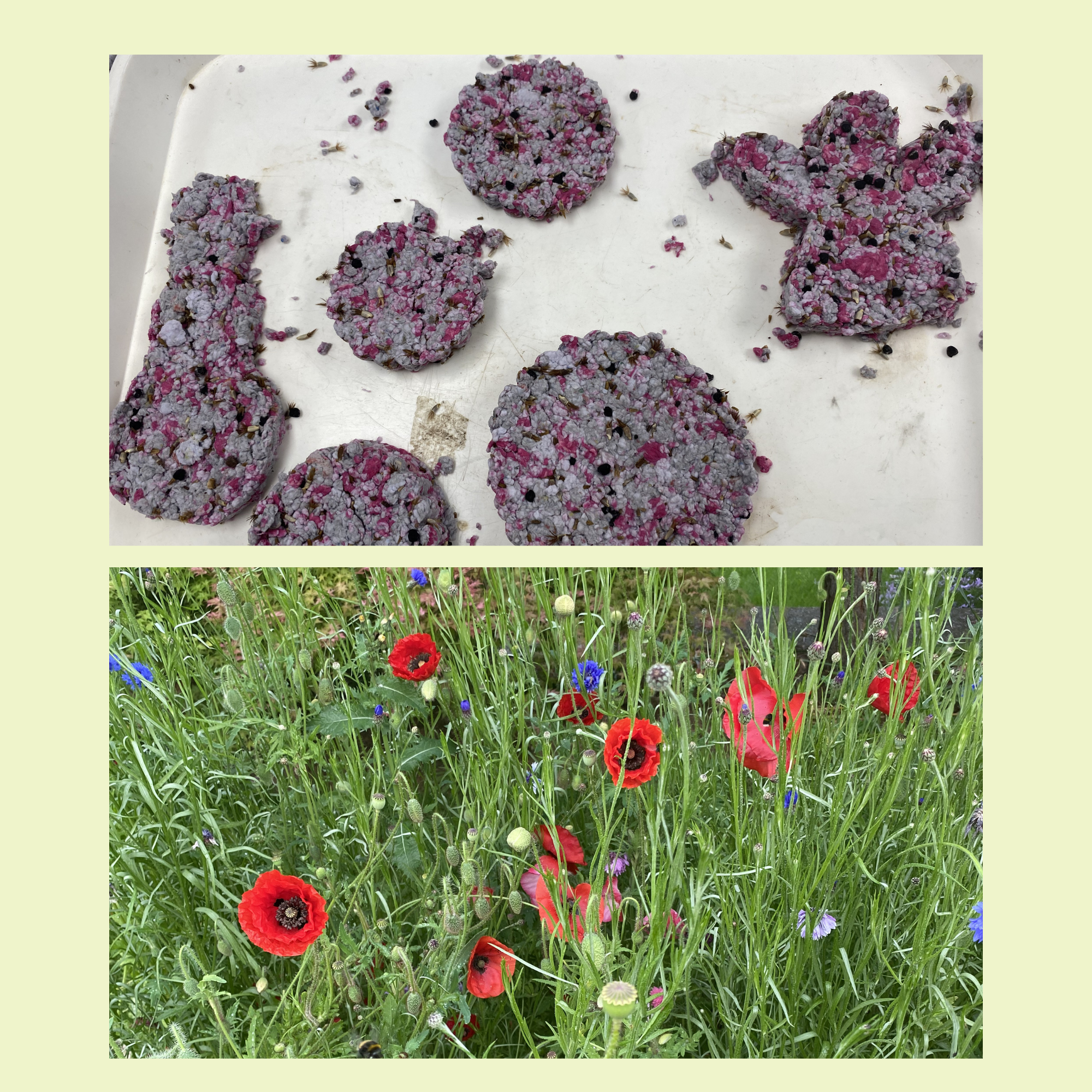 Cover Wildblumen-Samenkugeln aus Recyclingpapier