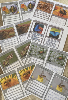 Bestäuber-Quartettkarten