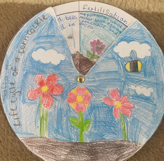 Lebenszyklus der Wildblume